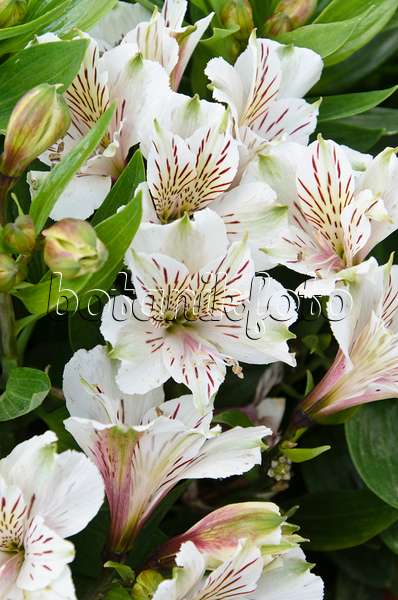 499150 - Peruvian lily (Alstroemeria Inticancha White)