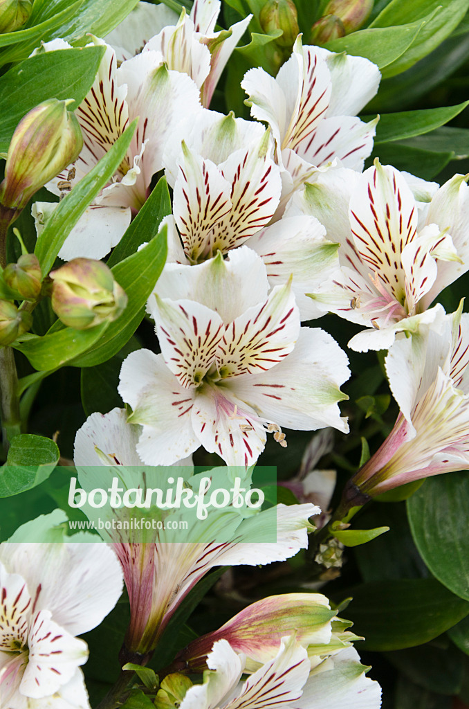 499150 - Peruvian lily (Alstroemeria Inticancha White)