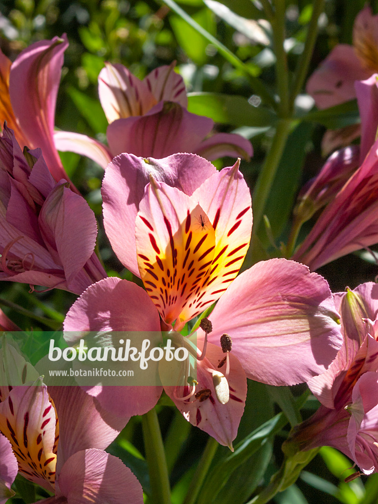 414141 - Peruvian lily (Alstroemeria ligtu)