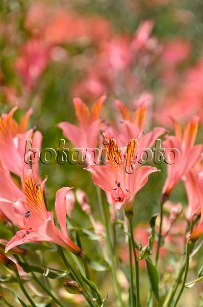 508424 - Peruvian lily (Alstroemeria ligtu)