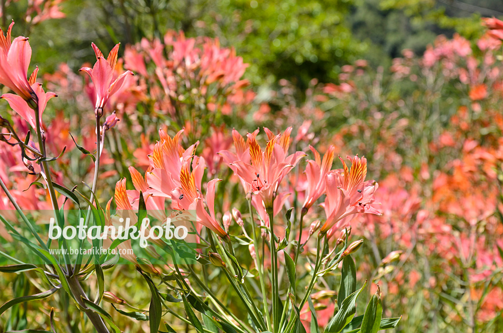 508425 - Peruvian lily (Alstroemeria ligtu)