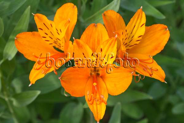 608145 - Peruvian lily (Alstroemeria ligtu)