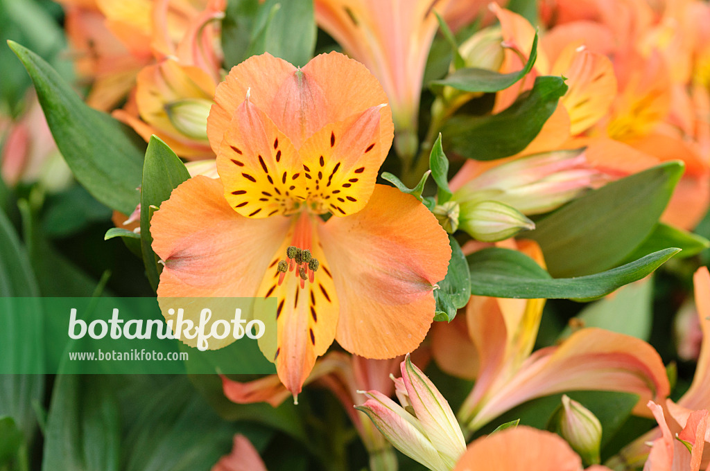 473218 - Peruvian lily (Alstroemeria Mathilde)