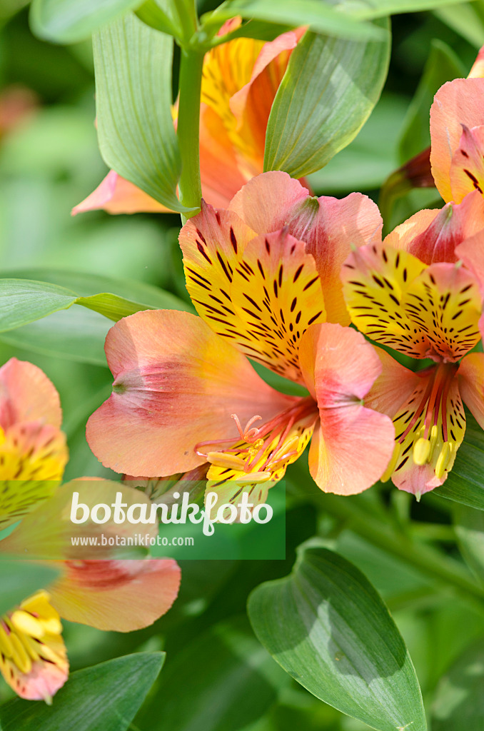 521303 - Peruvian lily (Alstroemeria Saturne)