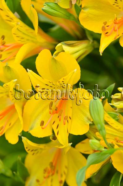 571067 - Peruvian lily (Alstroemeria Senna)