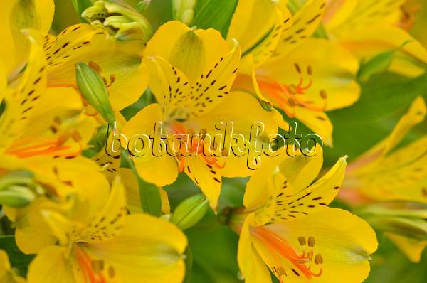 571072 - Peruvian lily (Alstroemeria Senna)