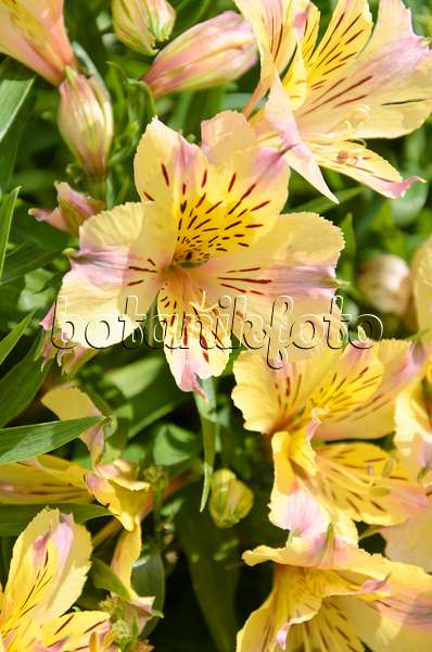 499149 - Peruvian lily (Alstroemeria Sunlight)