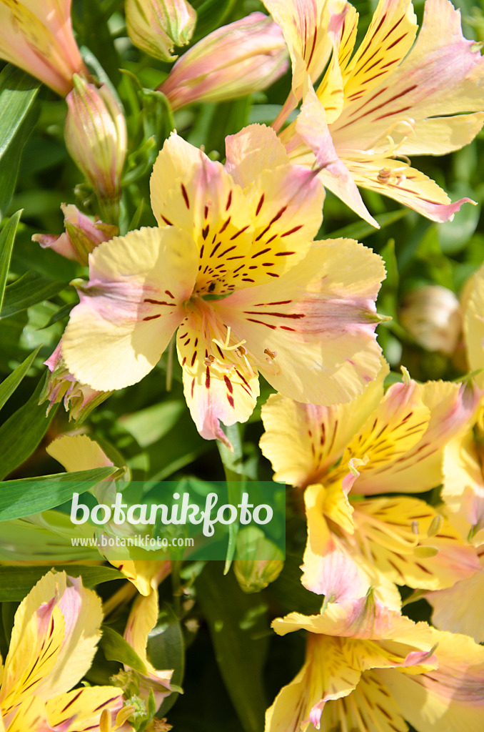 499149 - Peruvian lily (Alstroemeria Sunlight)