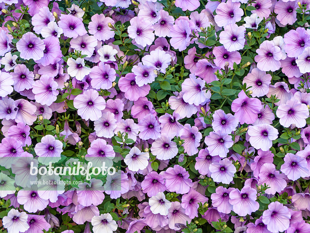 439366 - Pétunia (Petunia Surfinia Blue Vein)