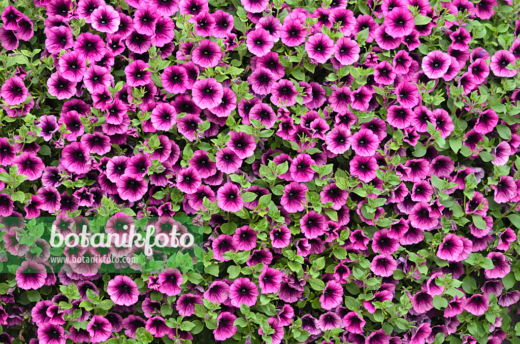 536052 - Petunia (Petunia Surfinia Merlot)