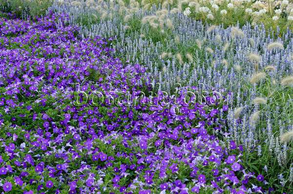 476245 - Pétunia (Petunia Surfinia Patio Lavender), sauge farineuse (Salvia farinacea) et herbe aux écouvillons (Pennisetum villosum)