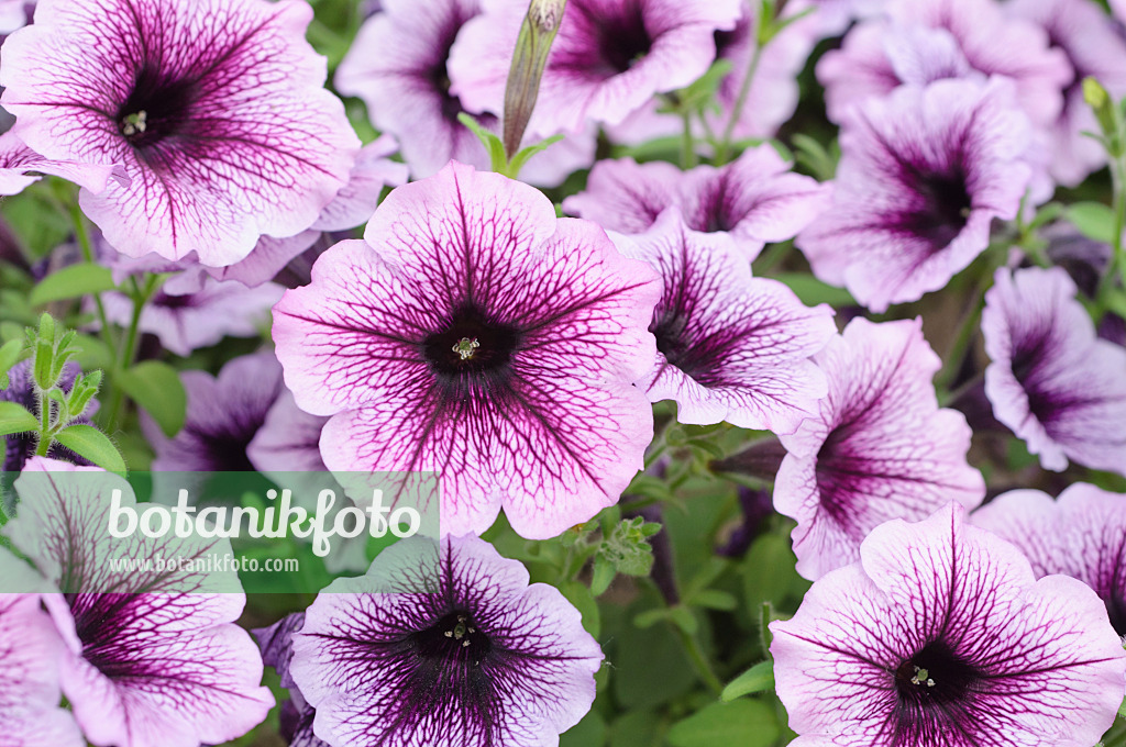 485037 - Pétunia (Petunia Surfinia Purple Vein)