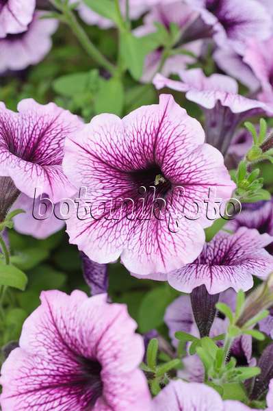 485038 - Petunia (Petunia Surfinia Purple Vein)