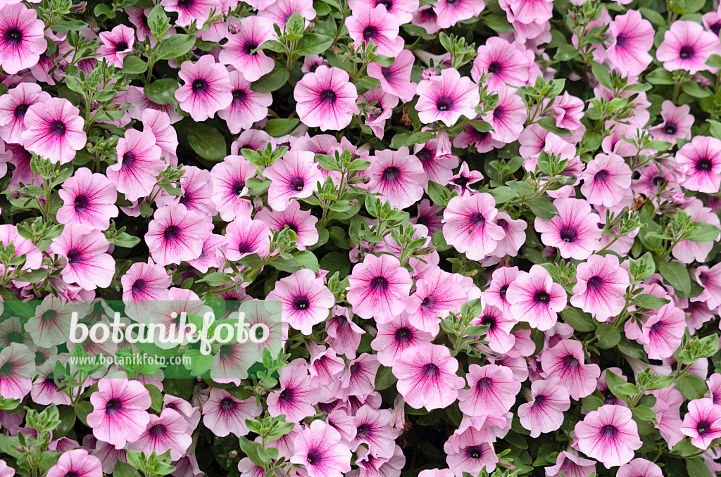 536055 - Petunia (Petunia Surfinia Rose Vein)