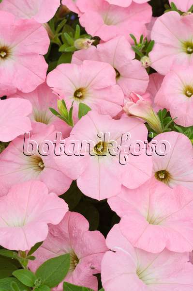 485029 - Pétunia (Petunia Surfinia Table Soft Pink)