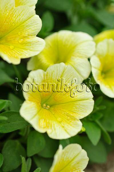 484095 - Pétunia (Petunia Surfinia Table Yellow)