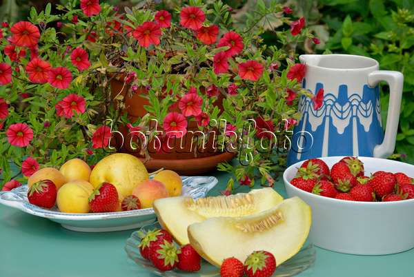 452161 - Pétunias (Petunia Million Bells), fraisiers cultivés (Fragaria x ananassa), abricotiers (Prunus armeniaca) et melon (Cucumis melo)