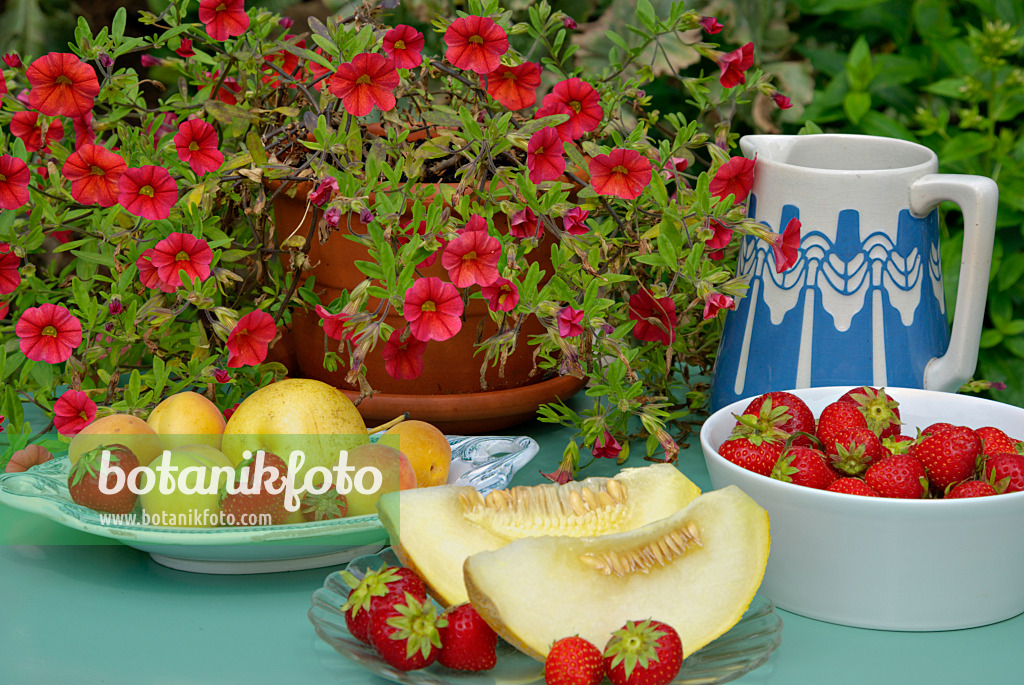 452161 - Petunias (Petunia Million Bells), garden strawberry (Fragaria x ananassa), apricots (Prunus armeniaca) and melon (Cucumis melo)