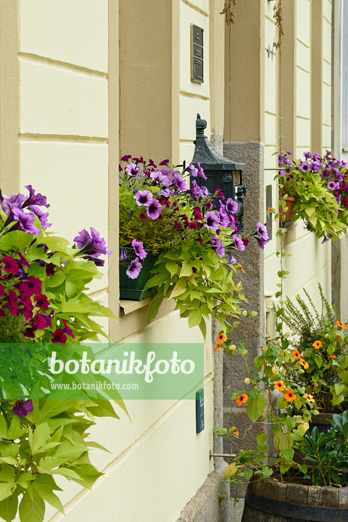 559072 - Petunias (Petunia) and sweet potato (Ipomoea batatas)