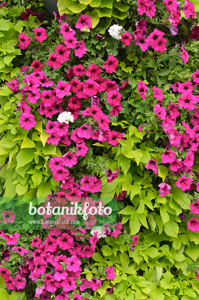 487037 - Petunias (Petunia) and sweet potatoes (Ipomoea batatas)