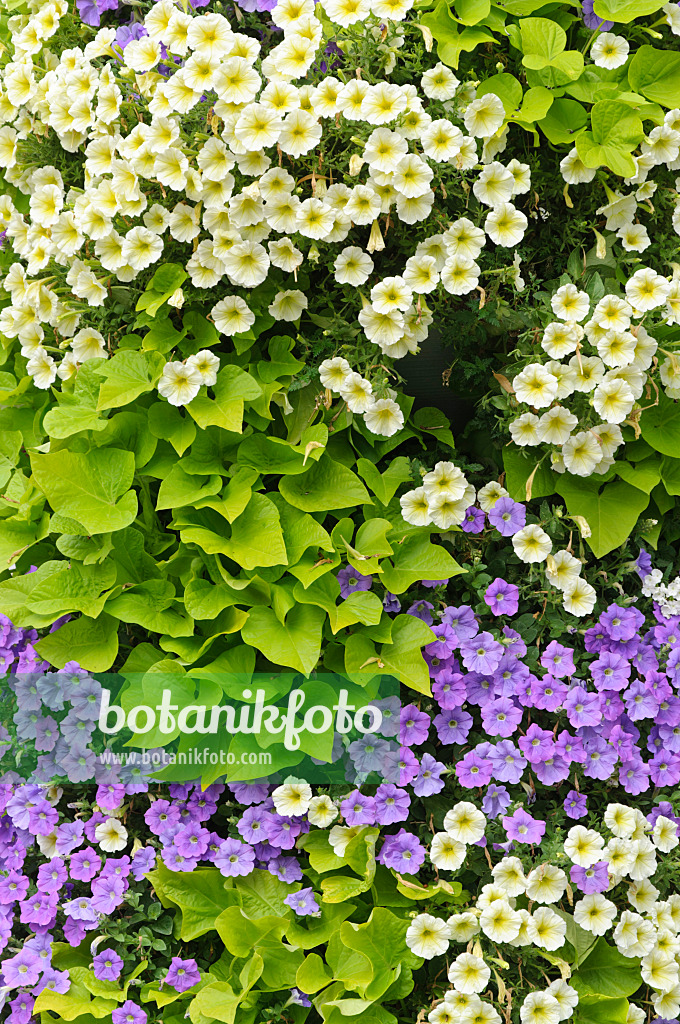 487039 - Petunias (Petunia) and sweet potatoes (Ipomoea batatas)