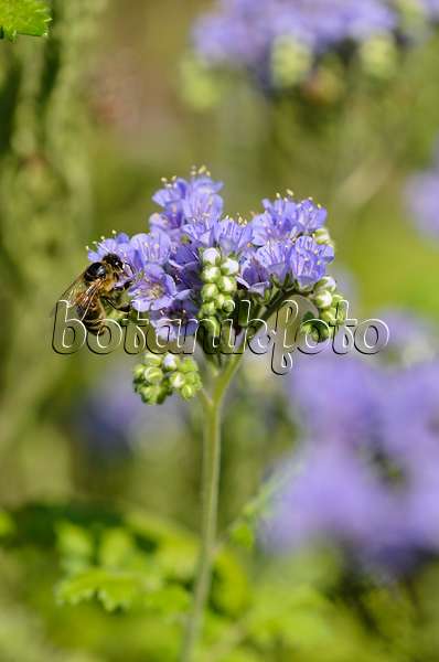534441 - Phacélie (Phacelia congesta) et abeille (Apis)