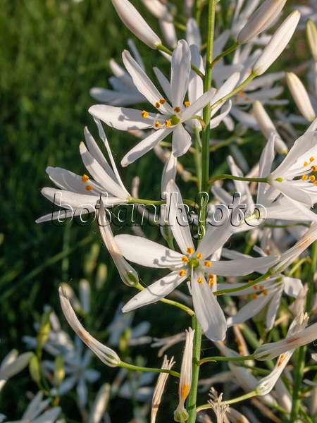401285 - Phalangère à fleurs de lis (Anthericum liliago)