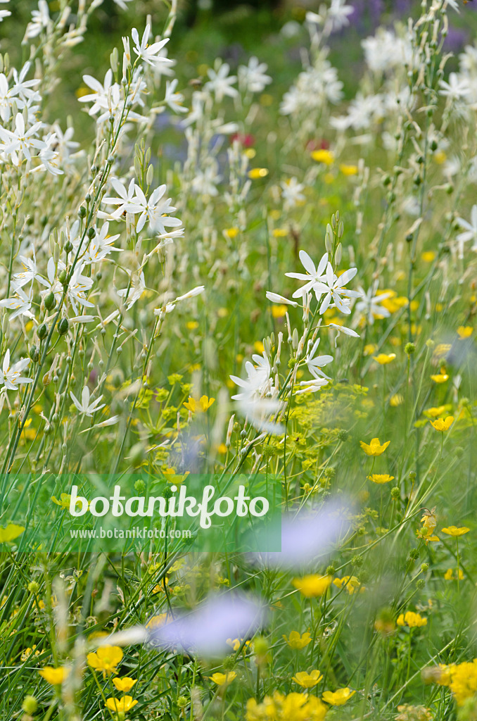 508531 - Phalangère à fleurs de lis (Anthericum liliago)