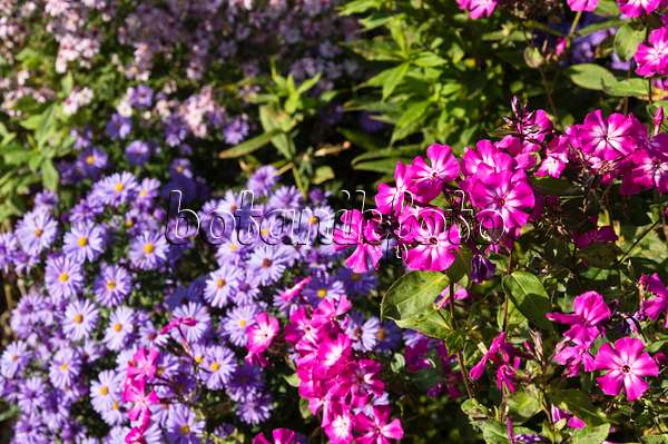 512097 - Phlox et asters (Aster)