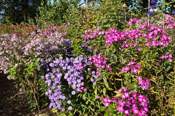 512099 - Phlox et asters (Aster)