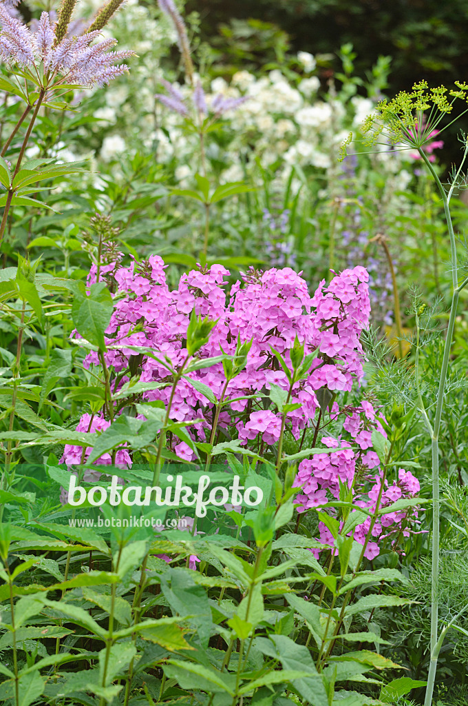 486096 - Phlox maculé (Phlox maculata 'Alpha')