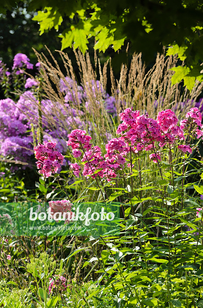 498305 - Phlox paniculé (Phlox paniculata)