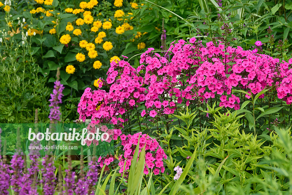 558002 - Phlox paniculé (Phlox paniculata)