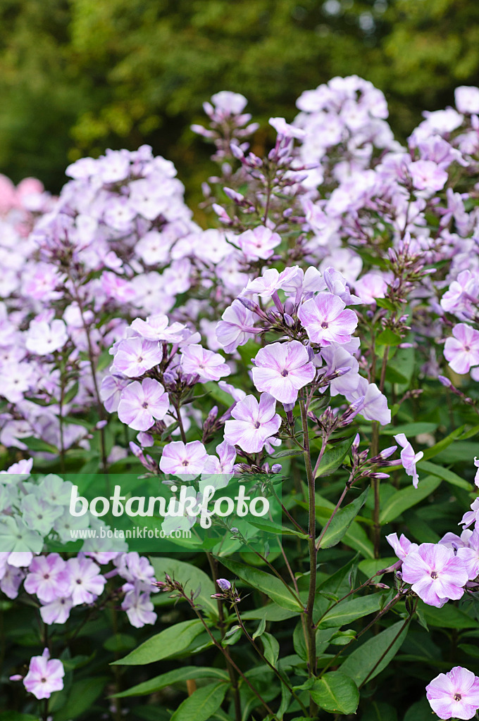 474011 - Phlox paniculé (Phlox paniculata 'Violetta Gloriosa')