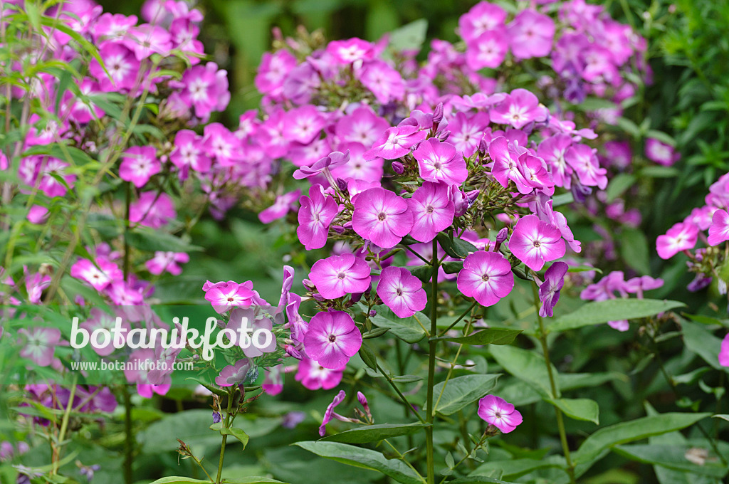 486181 - Phlox paniculé (Phlox paniculata 'Wilhelm Kesselring')