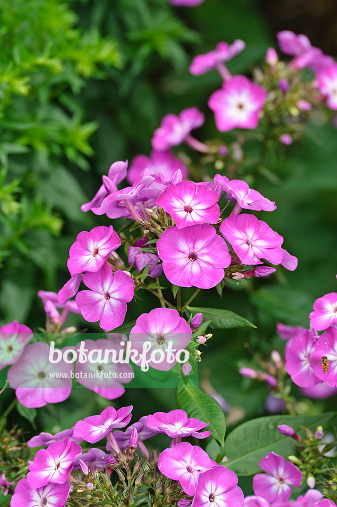 486182 - Phlox paniculé (Phlox paniculata 'Wilhelm Kesselring')