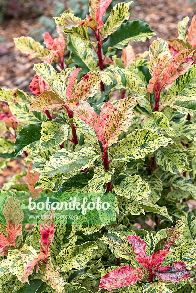 625294 - Photinia serratifolia 'Pink Crispy'