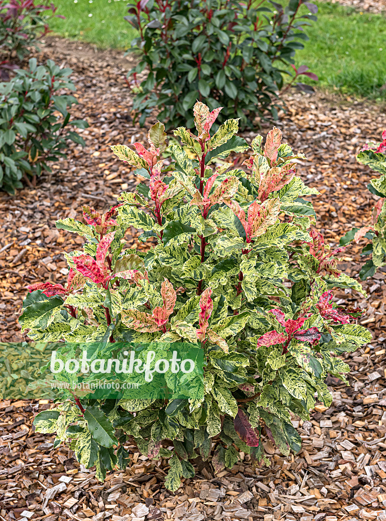 625295 - Photinia serratifolia 'Pink Crispy'