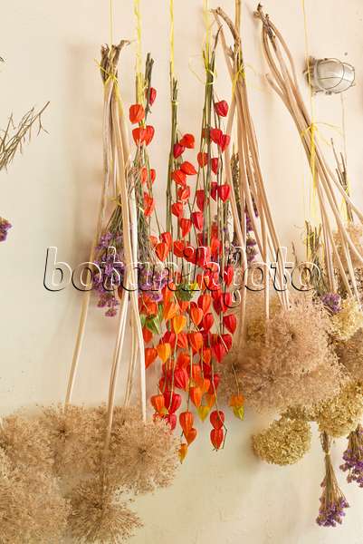 561078 - Physalis and ornamental onion (Allium) hanging to dry