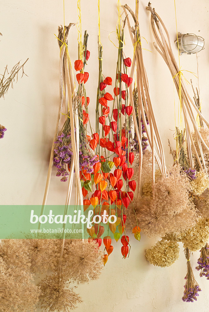 561078 - Physalis and ornamental onion (Allium) hanging to dry