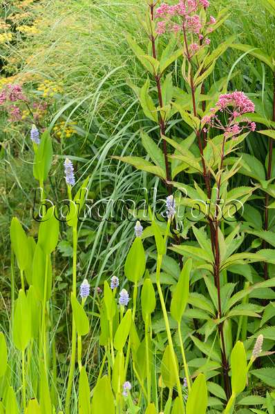 571044 - Pickerel weed (Pontederia cordata) and hemp agrimony (Eupatorium cannabinum)
