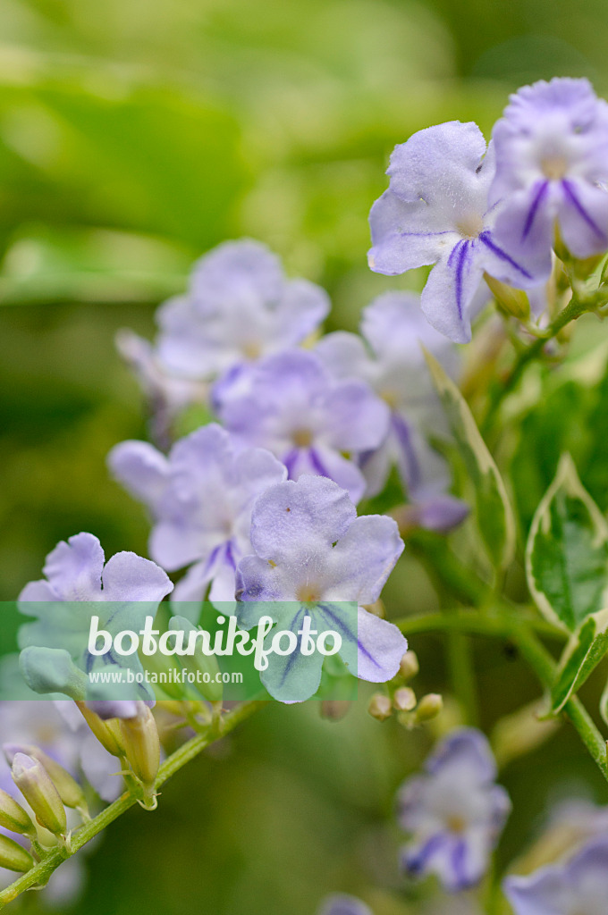 488022 - Pigeon berry (Duranta erecta)