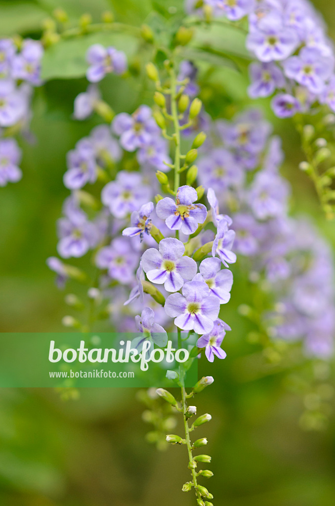 521512 - Pigeon berry (Duranta erecta)