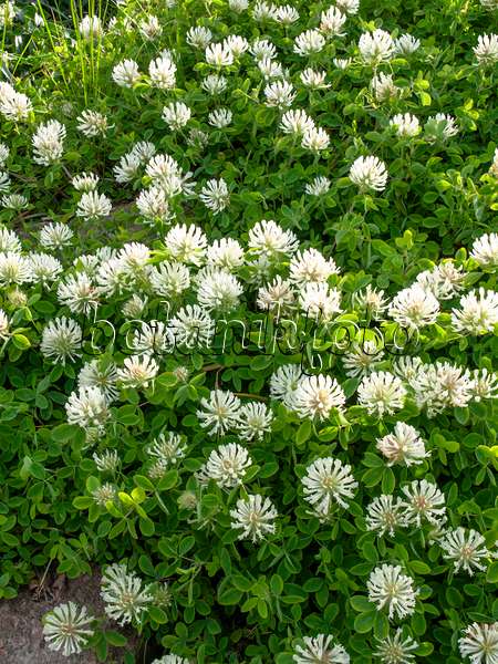 460111 - Pignant's clover (Trifolium pignantii)