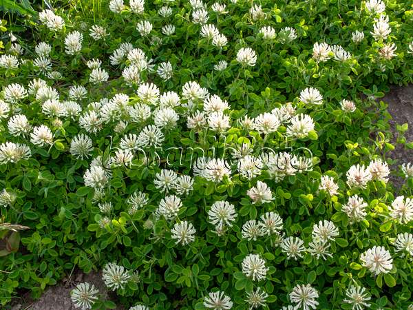 460112 - Pignant's clover (Trifolium pignantii)