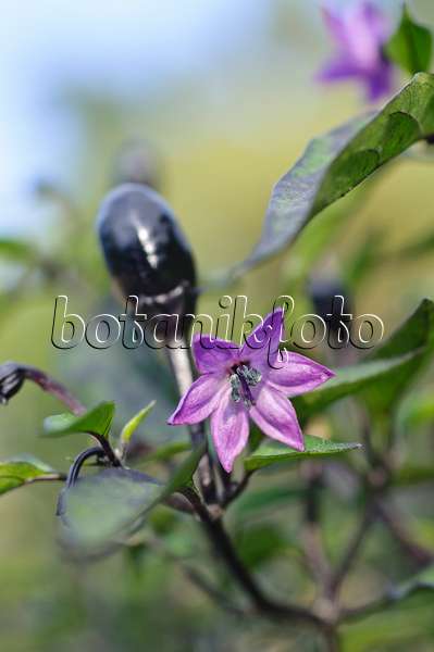 487164 - Piment (Capsicum frutescens 'Peruvian Purple')