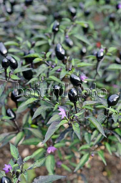 487166 - Piment (Capsicum frutescens 'Peruvian Purple')