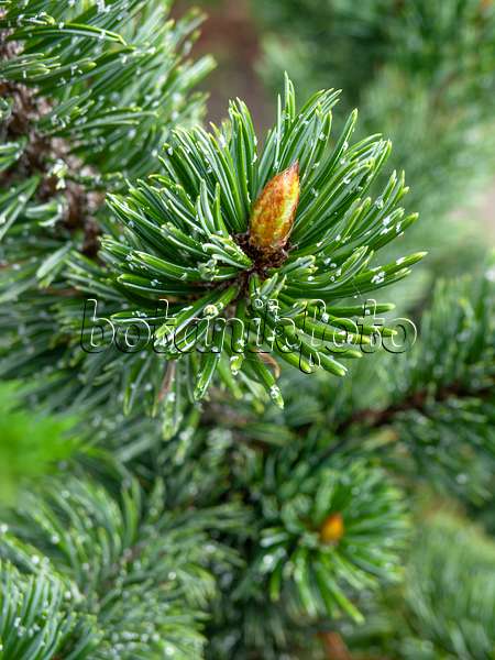 437292 - Pin aristé (Pinus aristata)