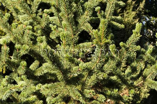 494035 - Pin aristé (Pinus aristata)