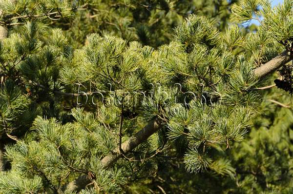 494010 - Pin blanc du Japon (Pinus parviflora 'Glauca')
